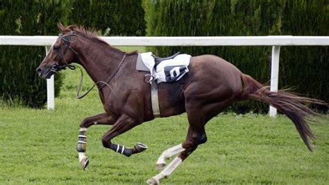 gg.com horse racing tips